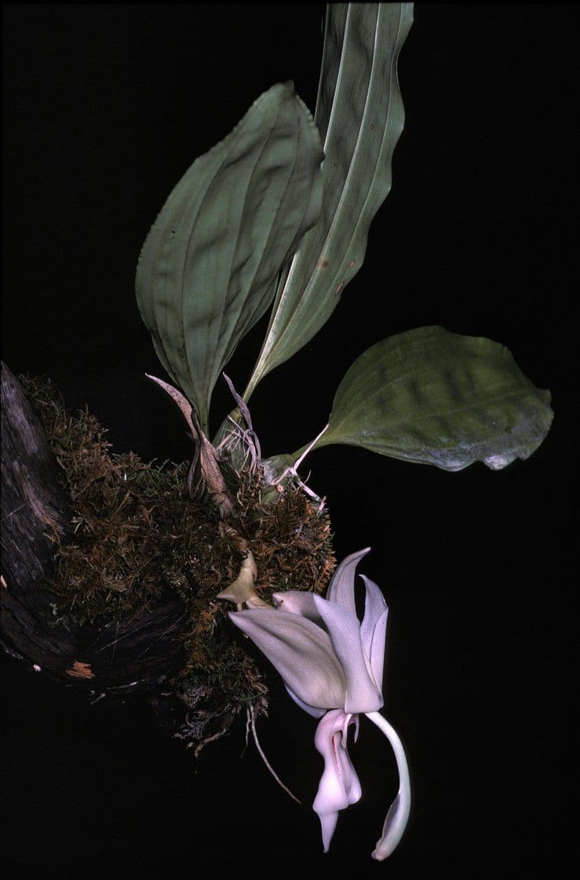 Stanhopea 6