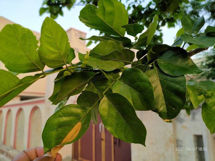 Pongamia 19