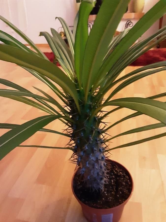 Madagaskar-Palme 21