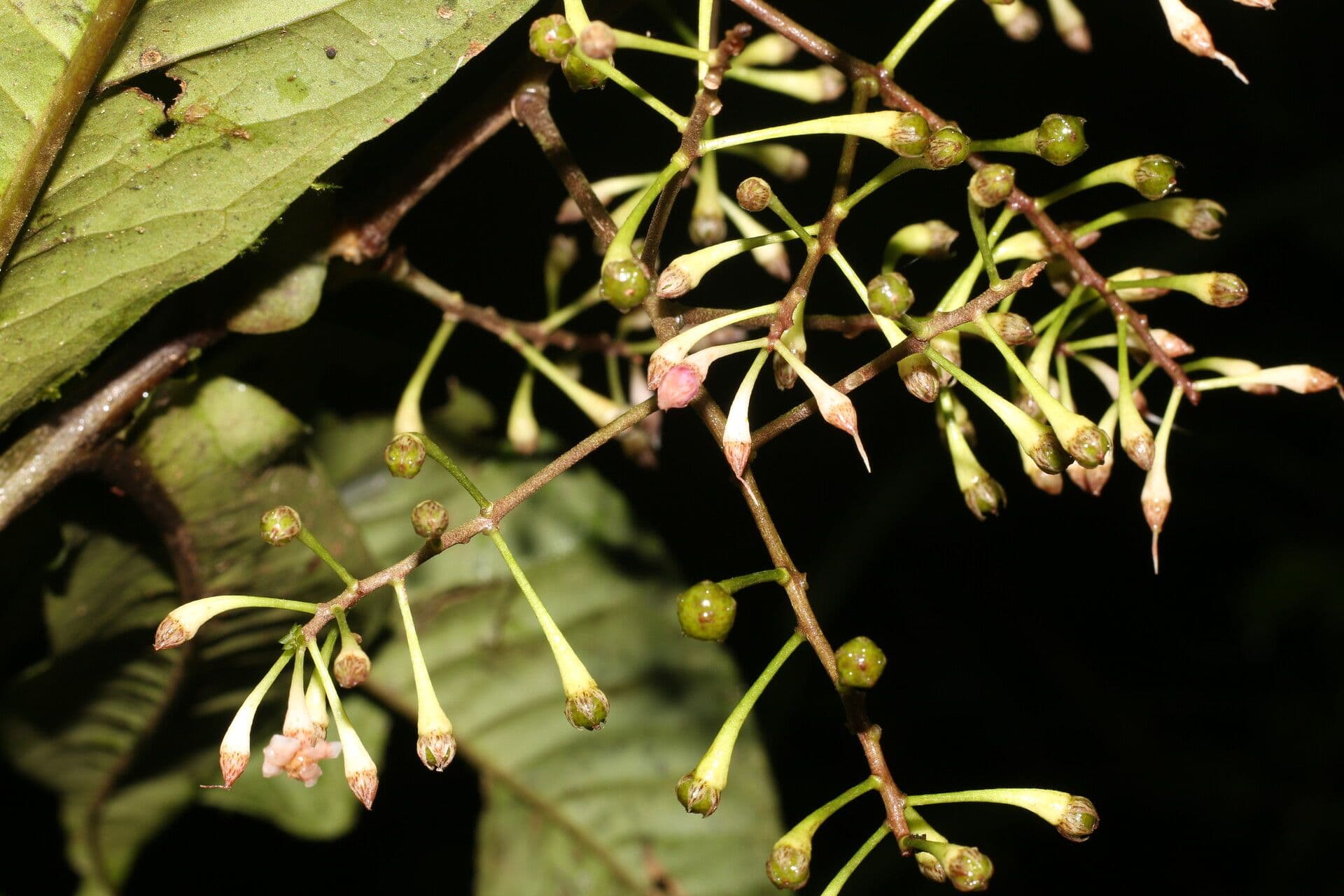 Ardisia