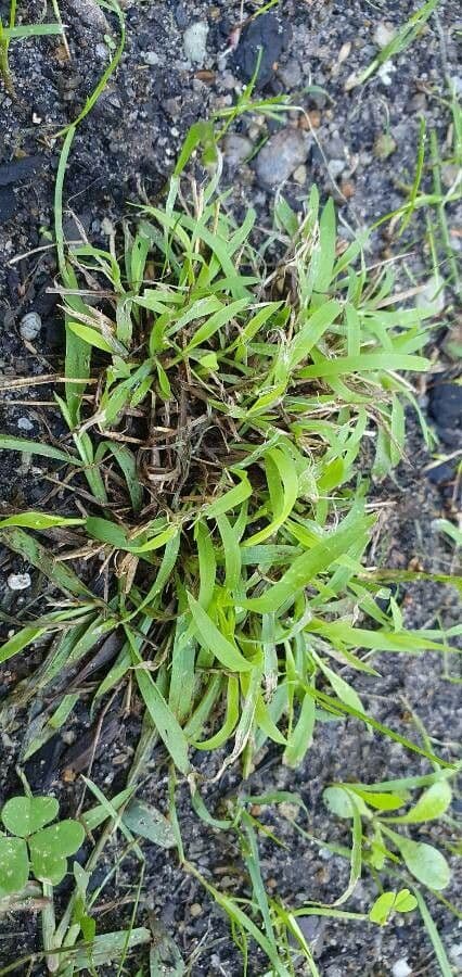 Erba pimento 18