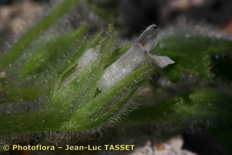 Lafuentea 6