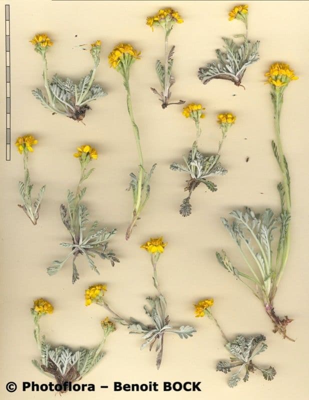 Senecio grigio 30