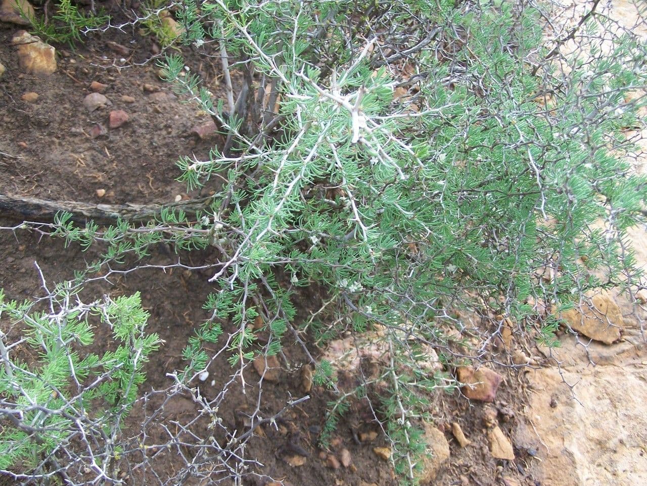 White asparagus 12