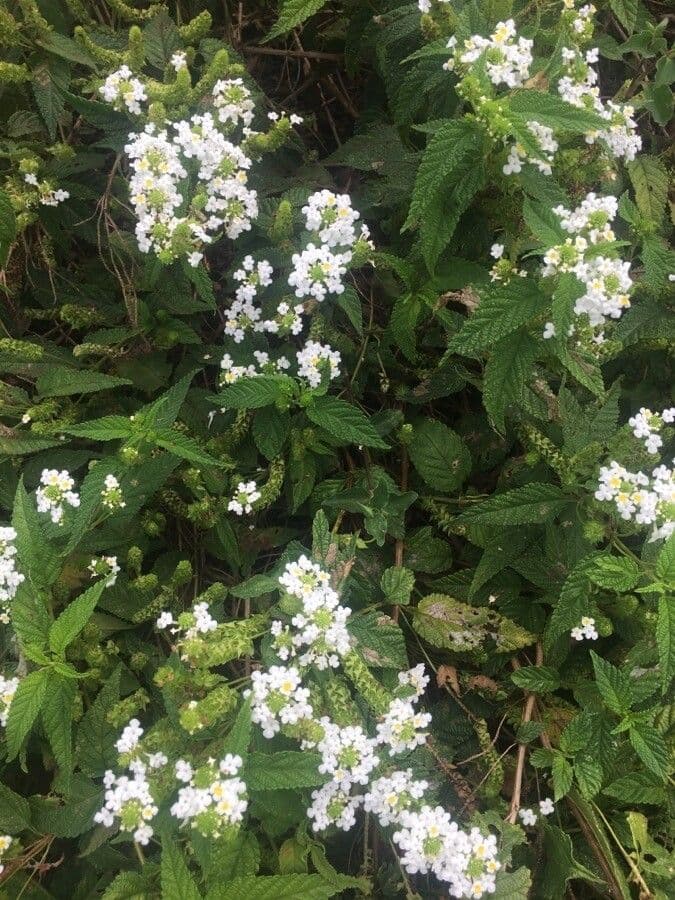 Lantana ondulata 5