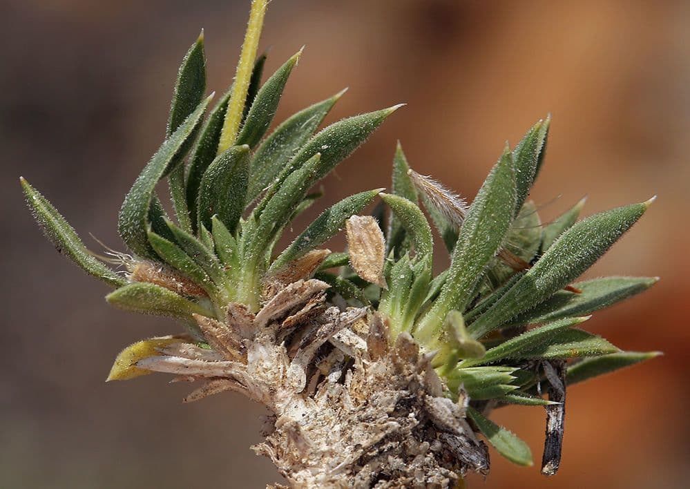 Stenotus acaulis 19