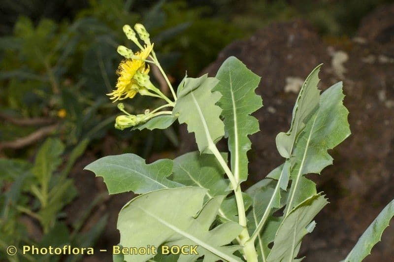 Lechuga 8