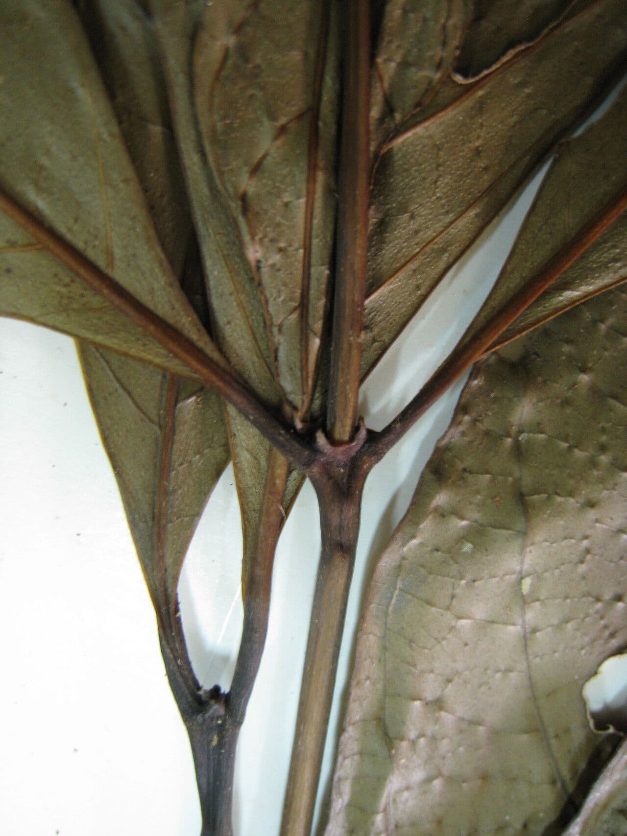 Palicourea croceoides 5