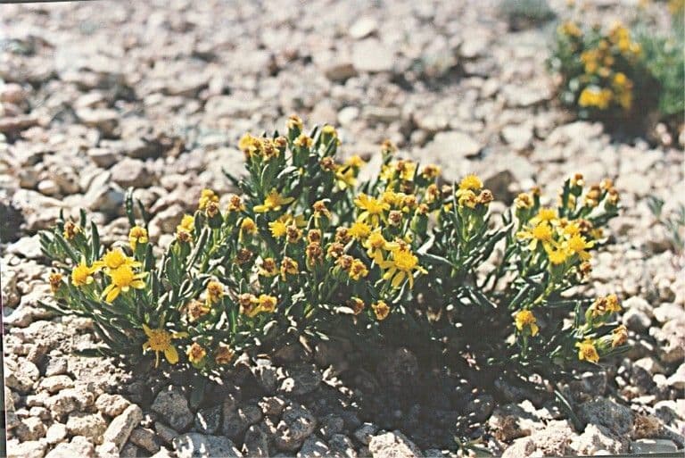 Senecio