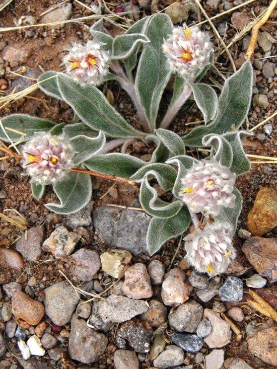 Gomphrena 7