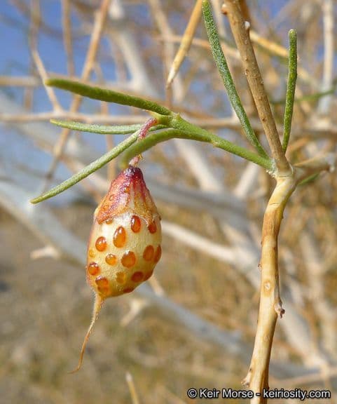 Psorothamnus schottii 5