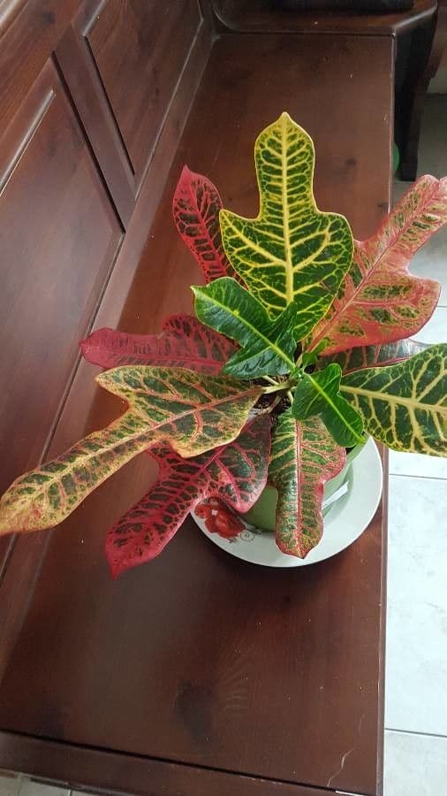 Croton variegato 2
