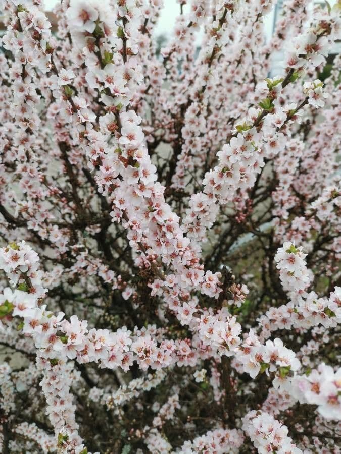 Prunus tomentosa 9