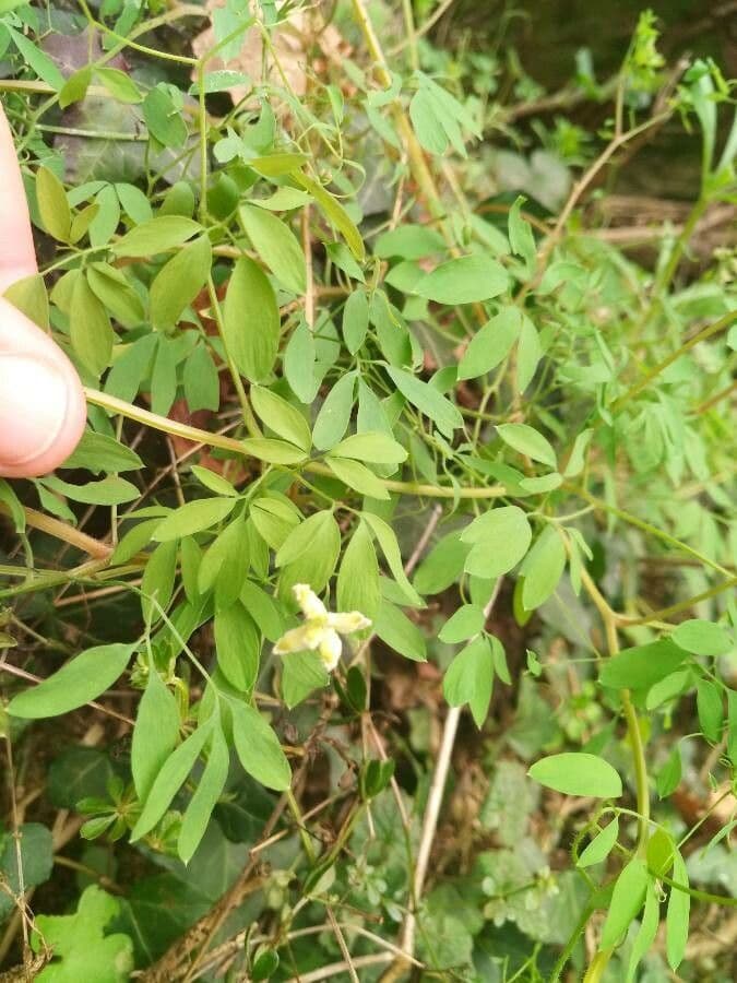 Corydalis claviculata 20