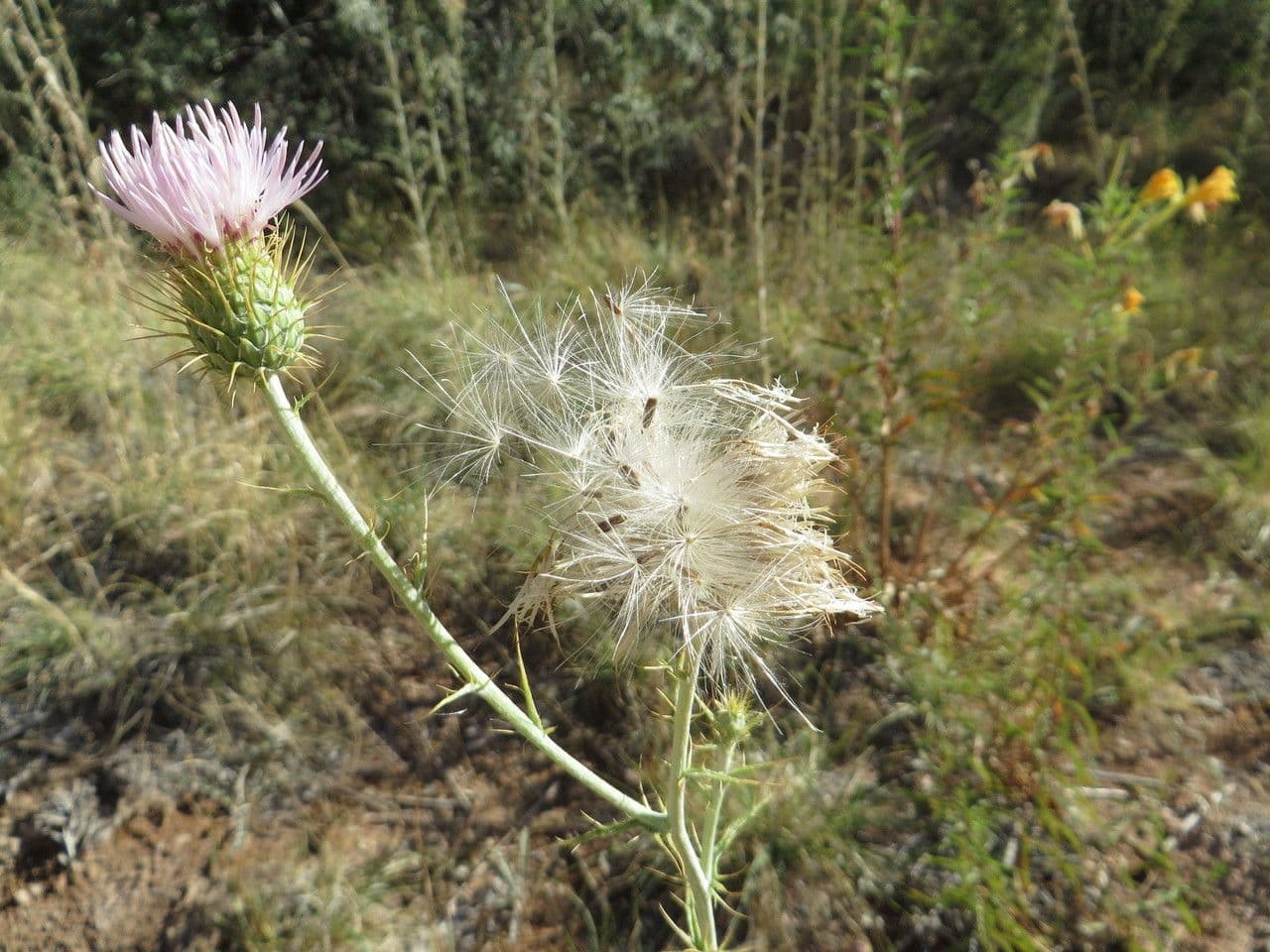 Cardo del Mojave 4