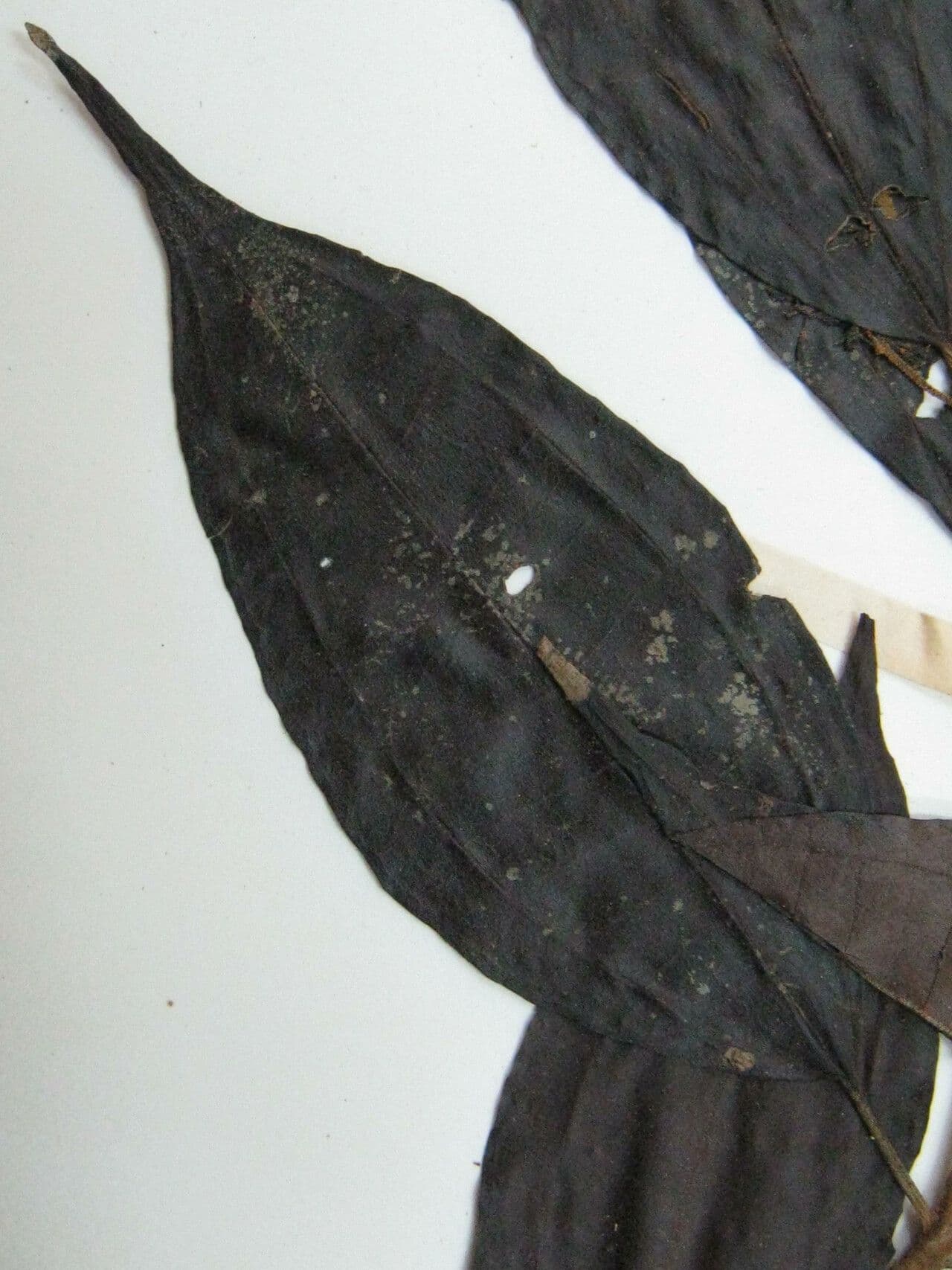 Miconia