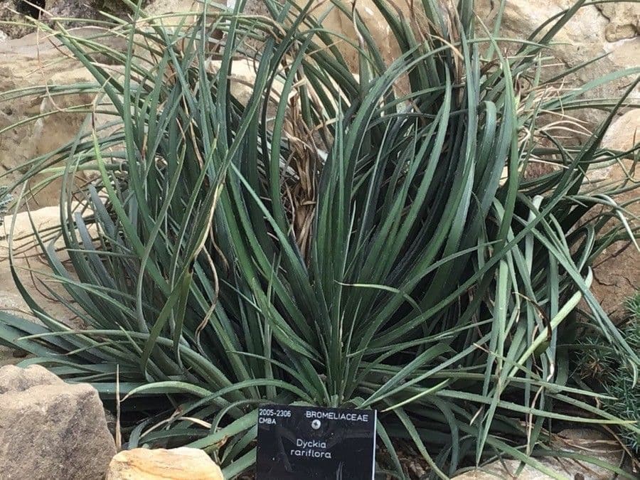 Dyckia