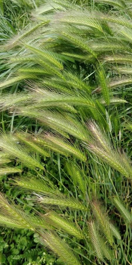 Orzo marittimo 9