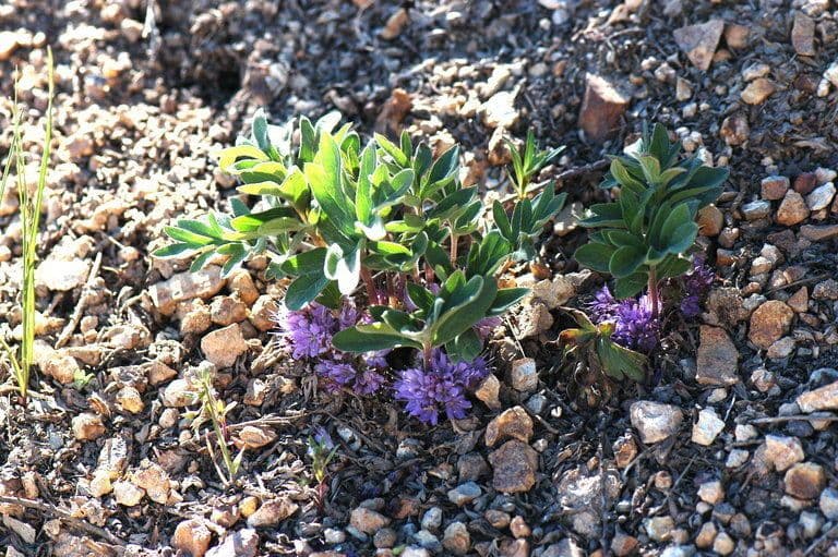 Hydrophyllum 9
