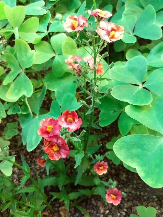 Nemesia 7