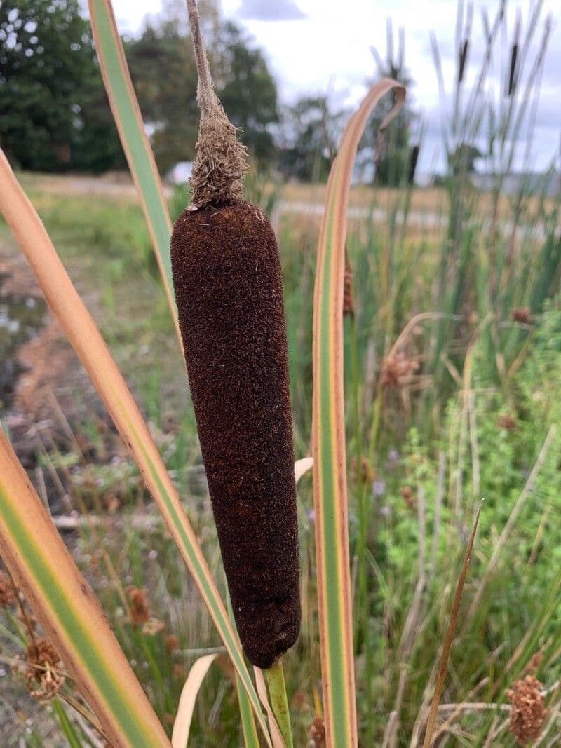 Typha shuttleworthii 2