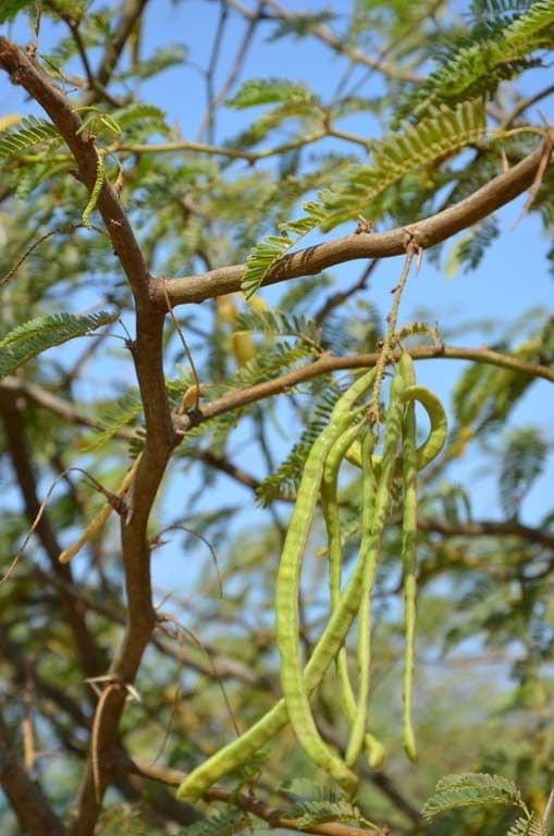 Prosopis 2