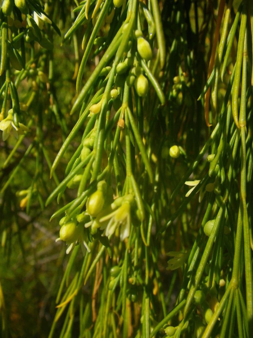 Plocama 6