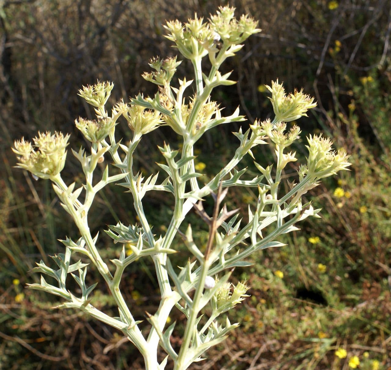 Echinophora spinosa 11