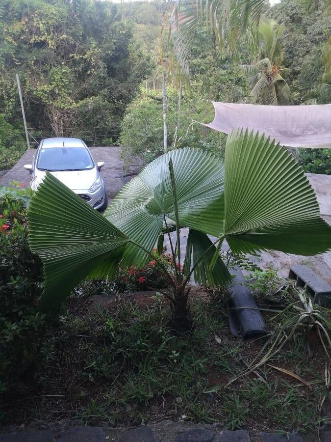 Licuala 4