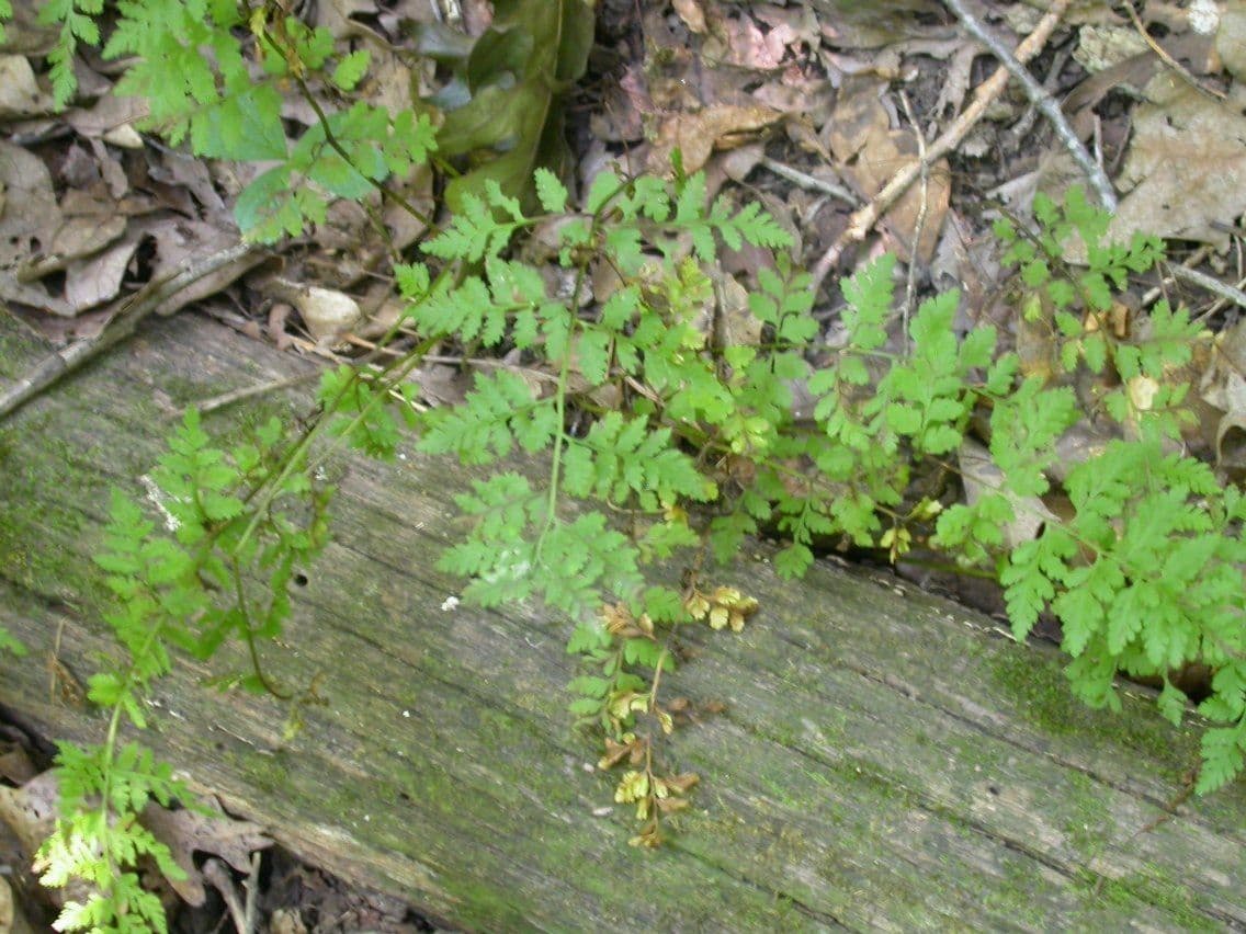 Cystopteris protrusa 4