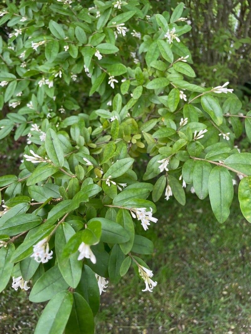 Border privet 10
