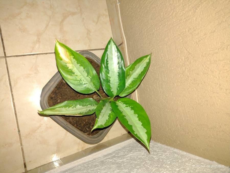Dieffenbachia 27