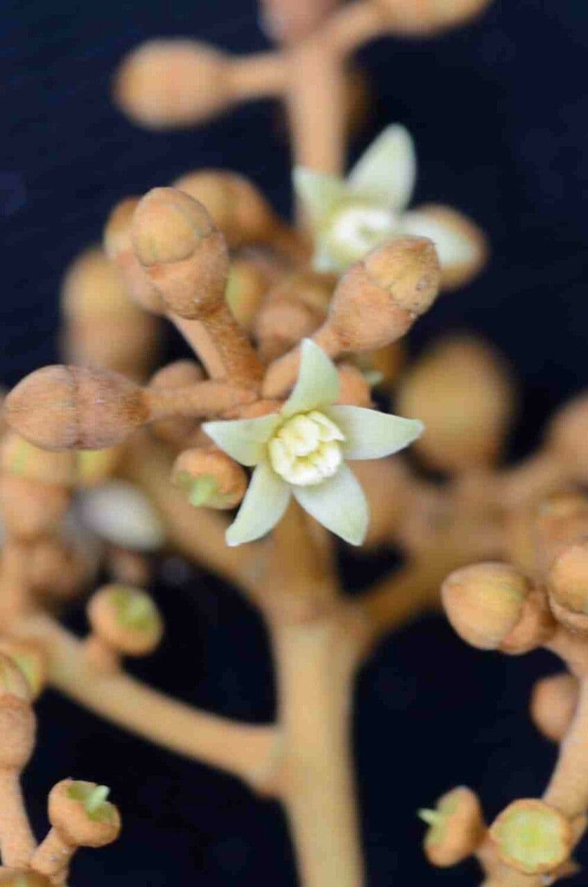 Yagrumo macho 7