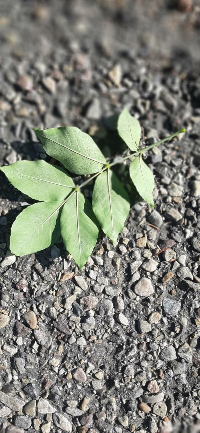 Phellodendron amurense 17