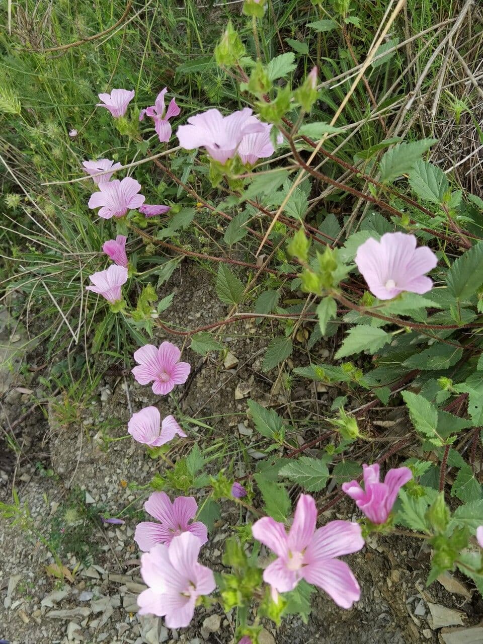 Malope malacoides 14