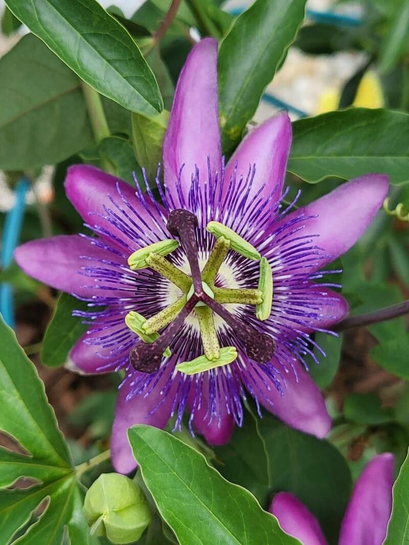 Passiflora ametista 5