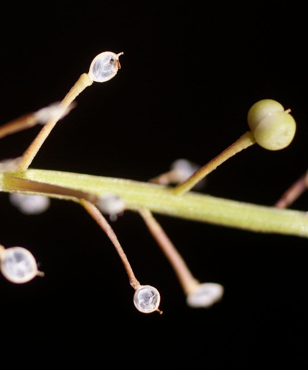 Coclearia 3