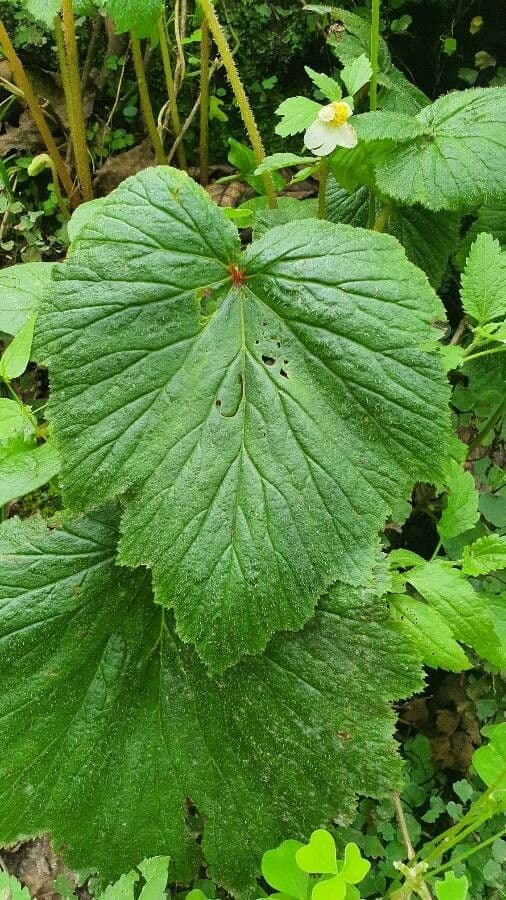 Begonia formosana 15