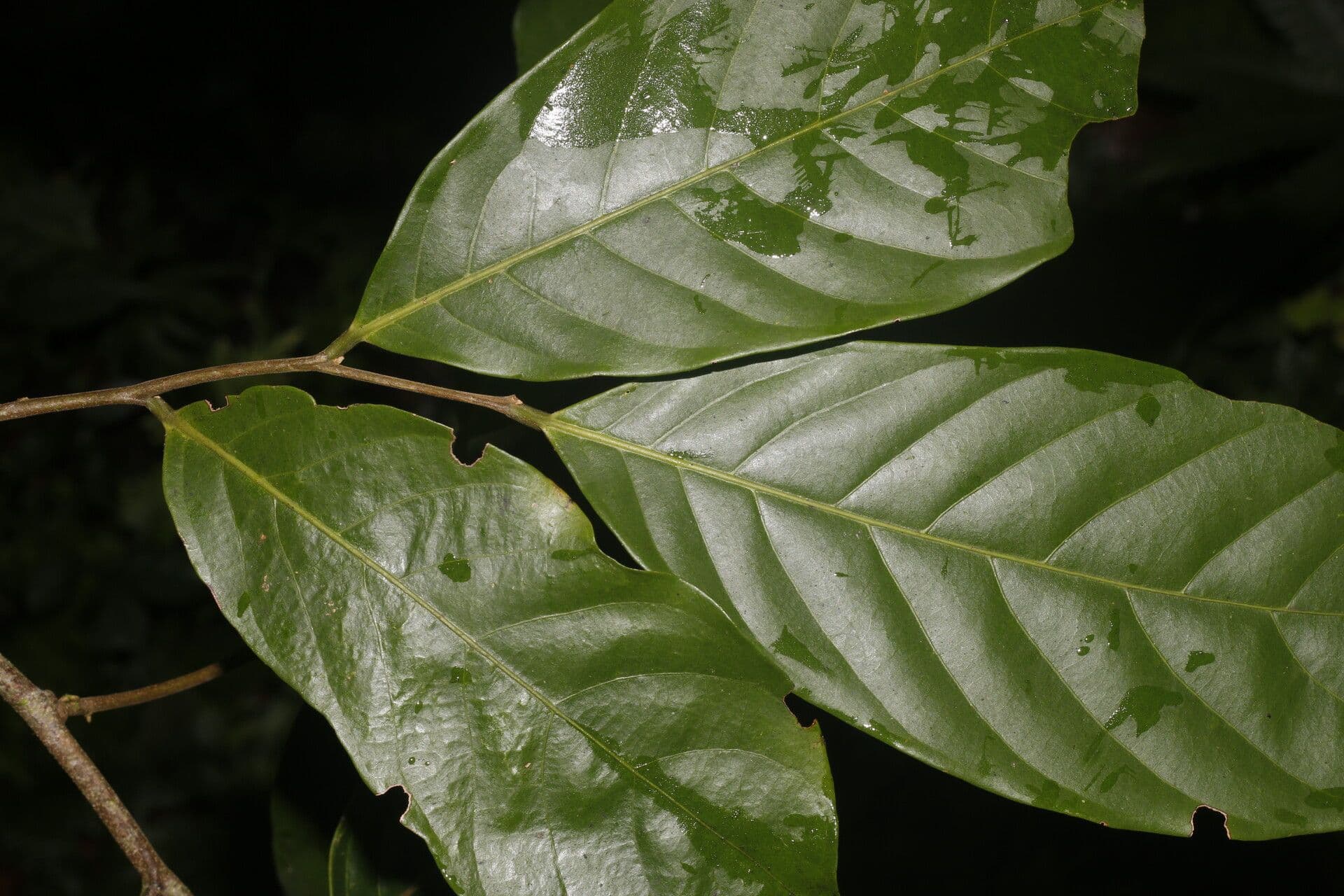 Unonopsis 10