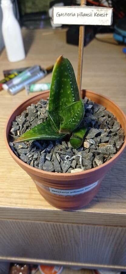 Gasteria 6
