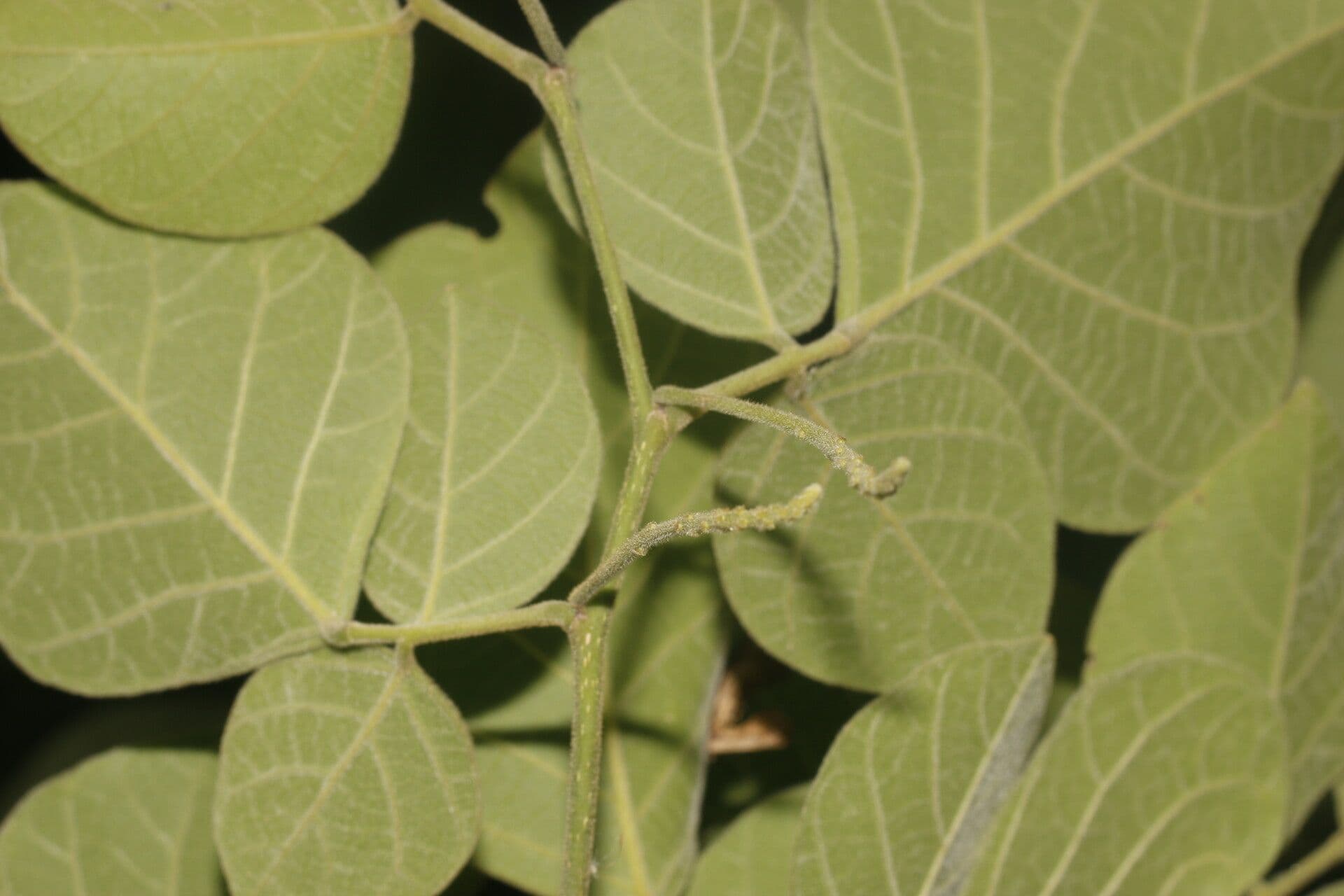 Lonchocarpus 6