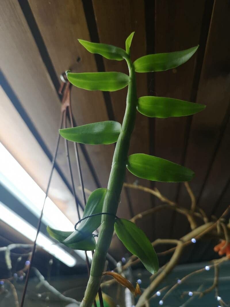 Dendrobium 10