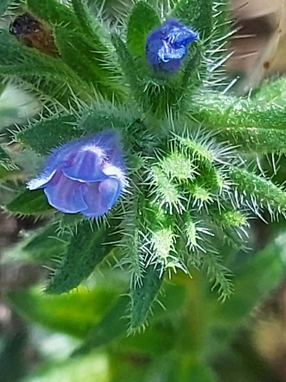 Echium 6
