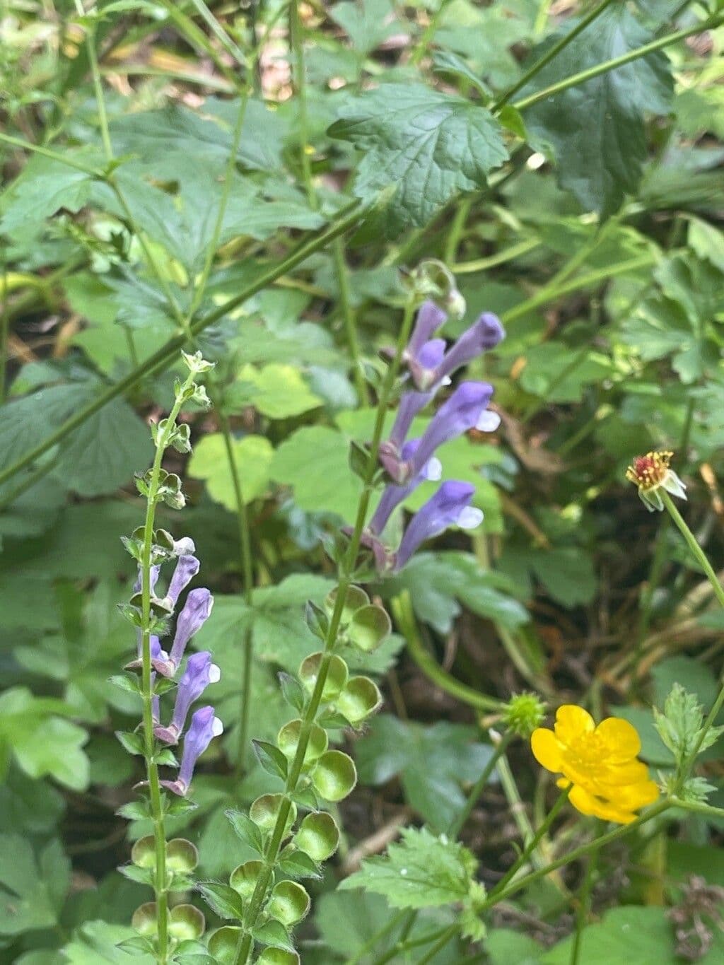 Scutellaria altissima 15