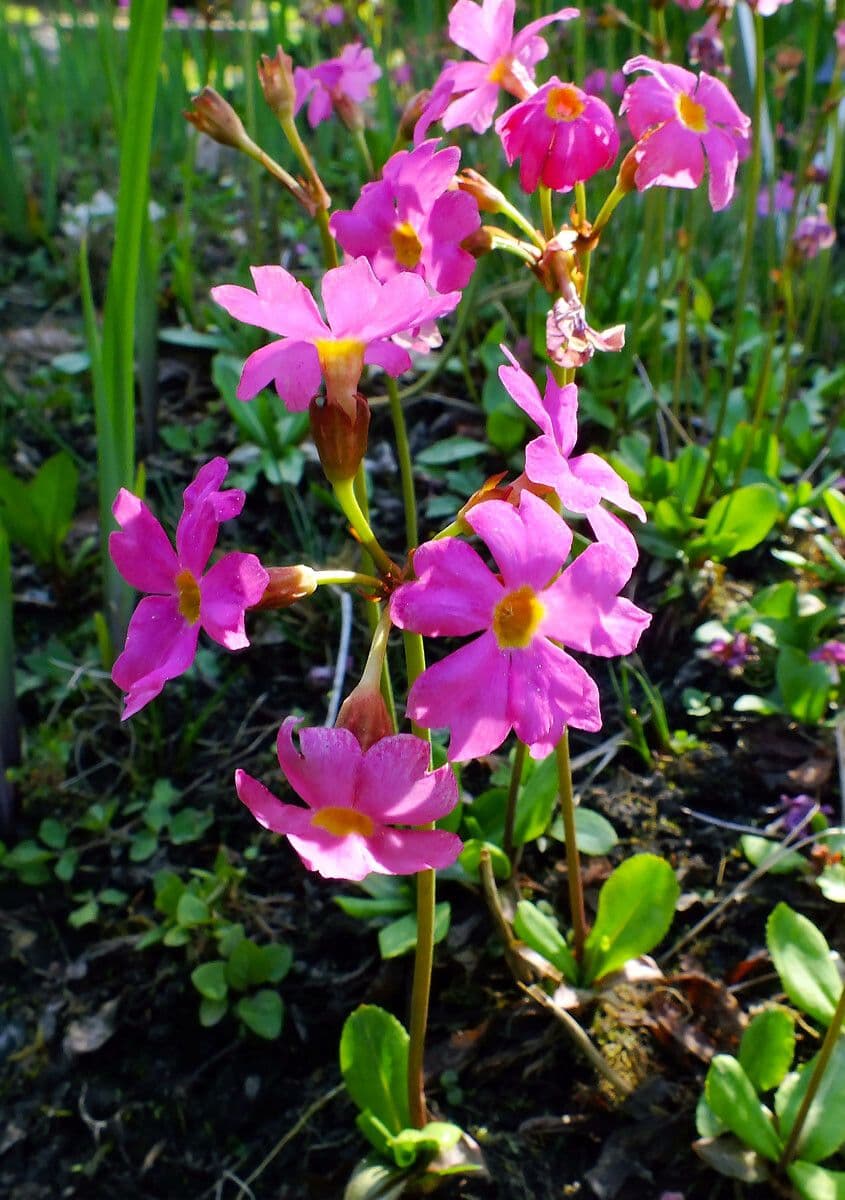Primula 4