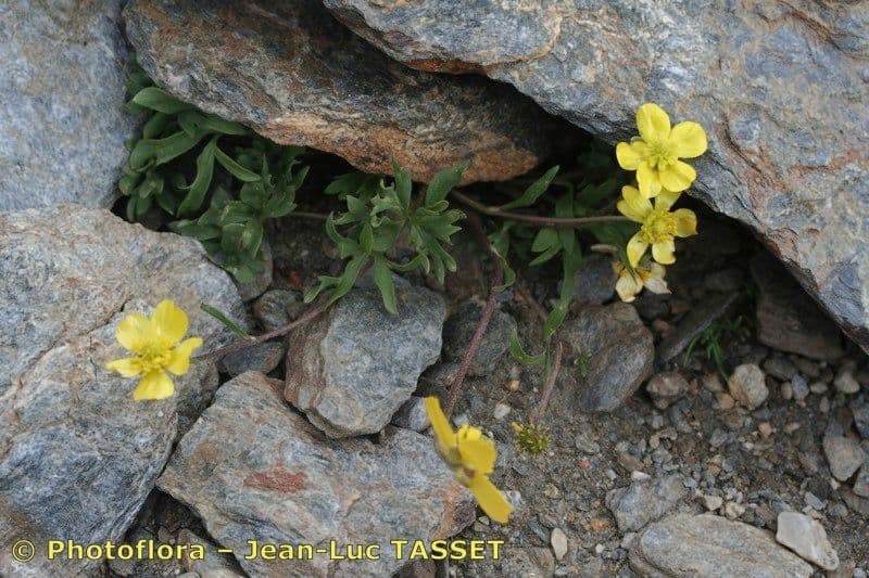 Ranuncolo basso 3