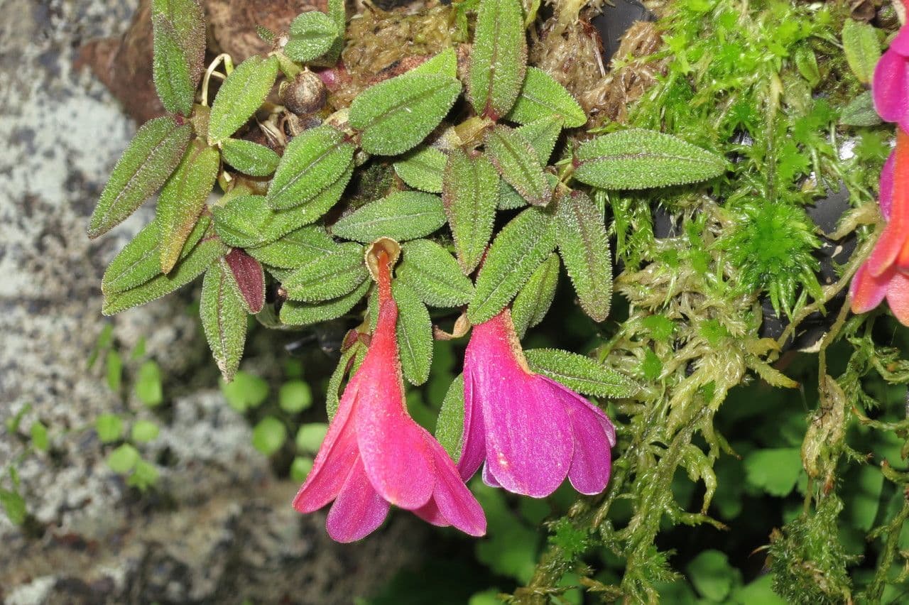 Dendrobium 10