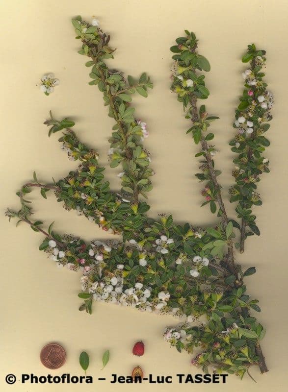 Cotoneaster de hoja entera 25