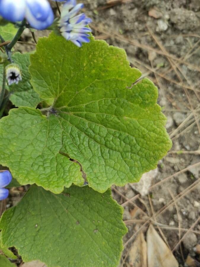 Pericallis 9