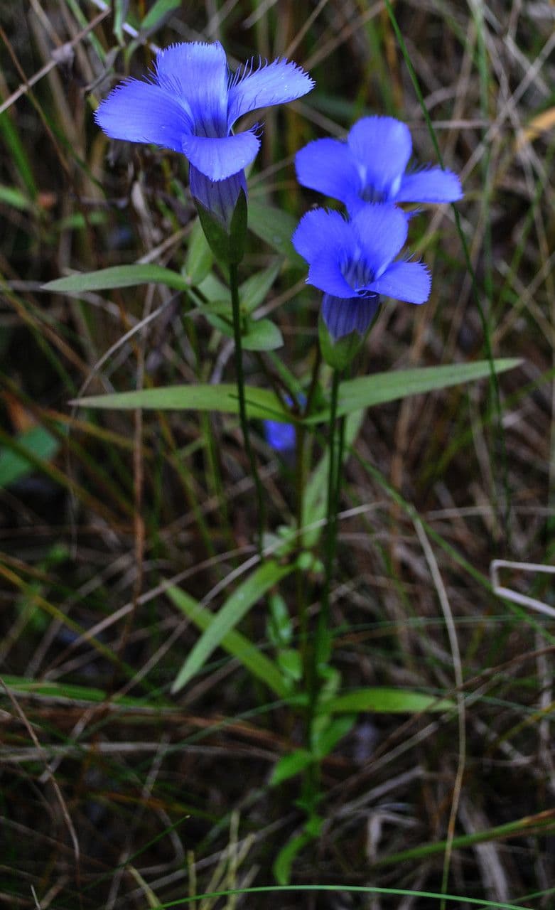 Genzianella virgata 6